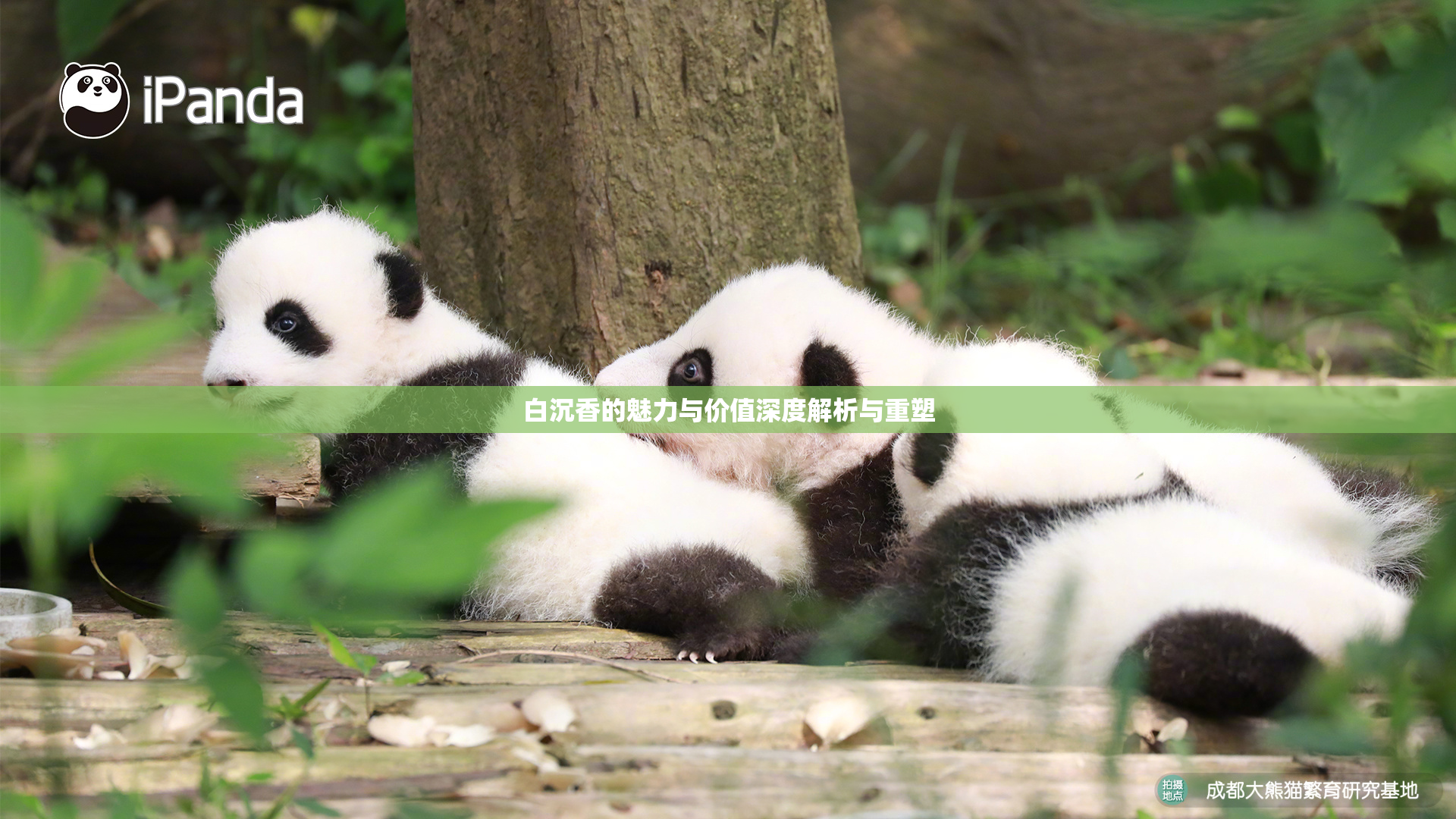 白沉香的魅力与价值深度解析与重塑