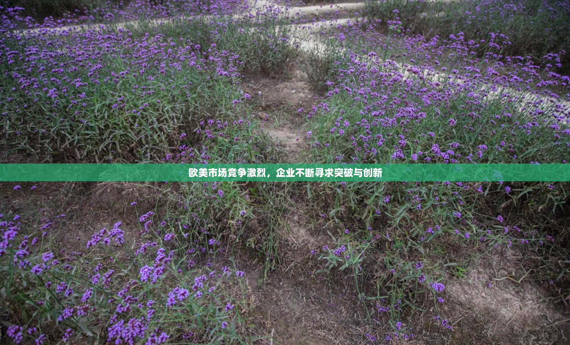 欧美市场竞争激烈，企业不断寻求突破与创新