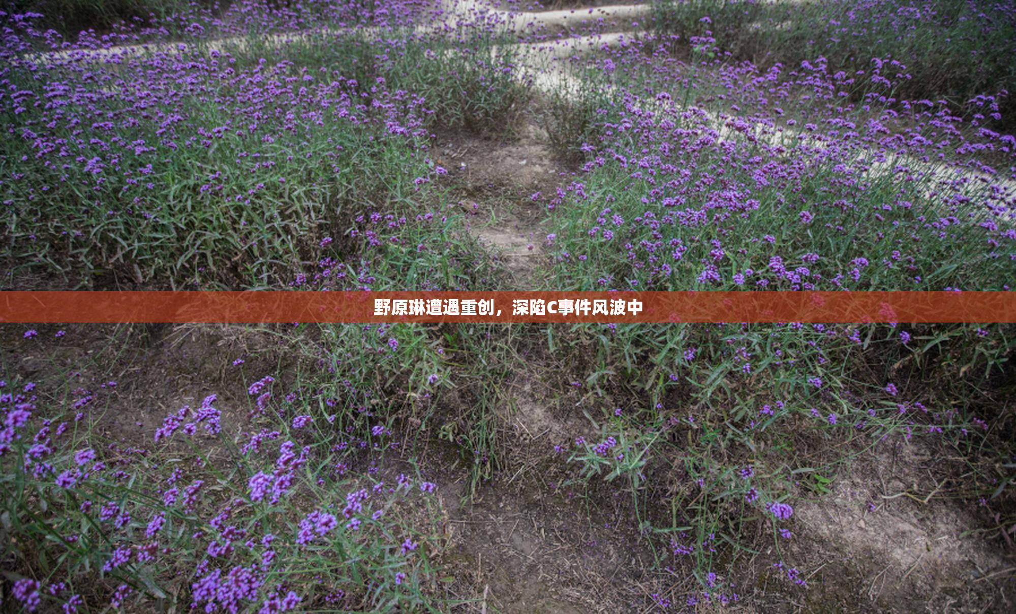 野原琳遭遇重创，深陷C事件风波中