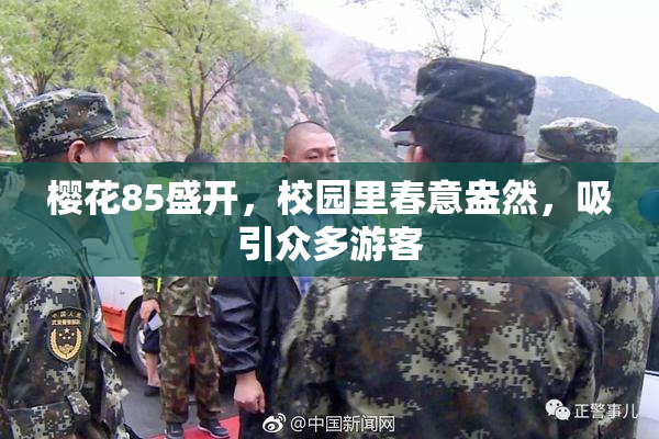 樱花85盛开，校园里春意盎然，吸引众多游客
