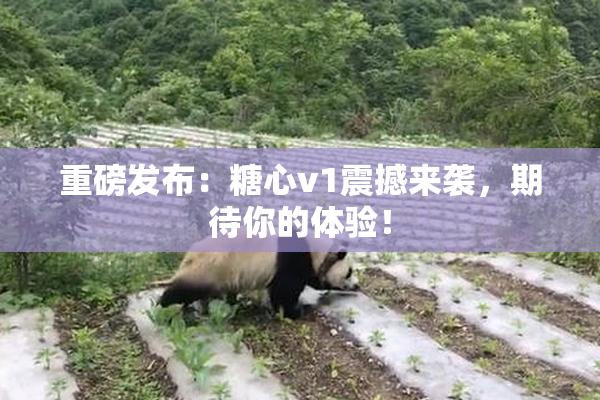 重磅发布：糖心v1震撼来袭，期待你的体验！