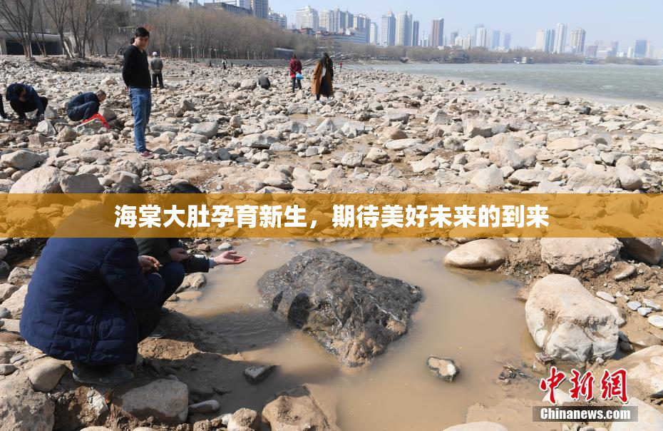 海棠大肚孕育新生，期待美好未来的到来