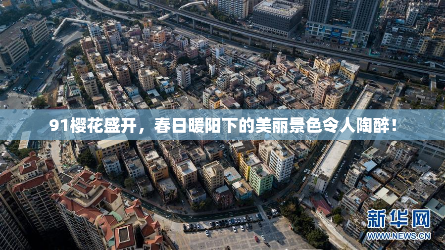 91樱花盛开，春日暖阳下的美丽景色令人陶醉！