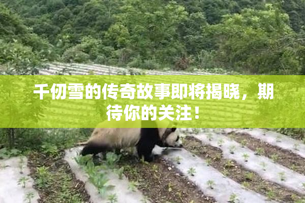 千仞雪的传奇故事即将揭晓，期待你的关注！