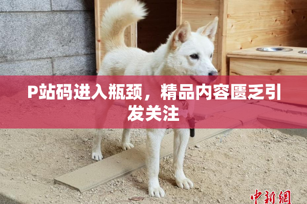 P站码进入瓶颈，精品内容匮乏引发关注