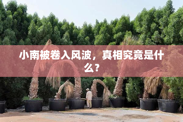小南被卷入风波，真相究竟是什么？
