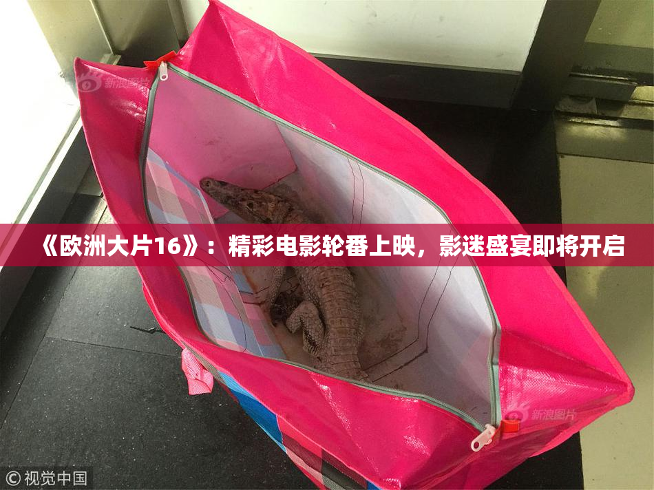 《欧洲大片16》：精彩电影轮番上映，影迷盛宴即将开启
