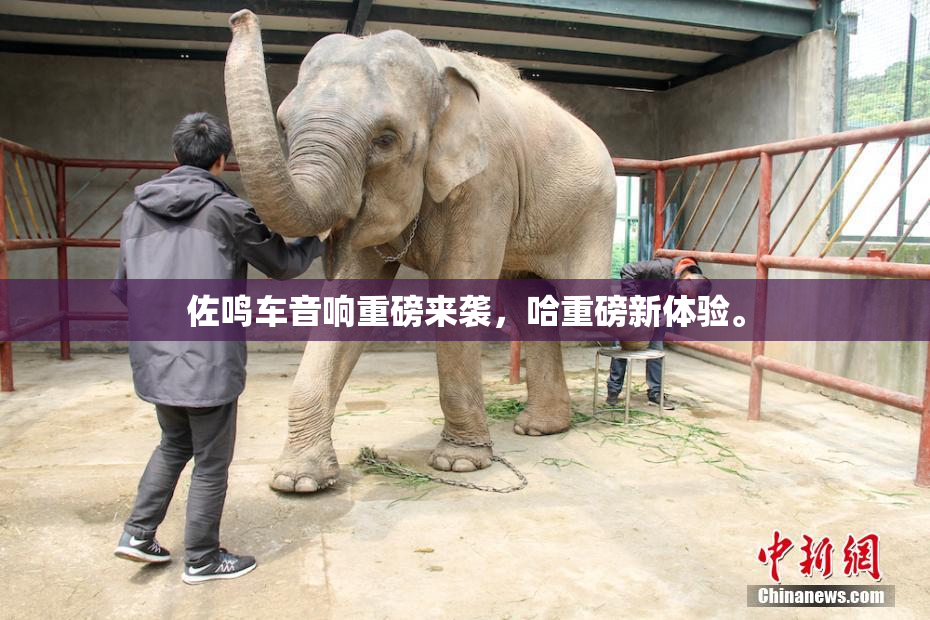 佐鸣车音响重磅来袭，哈重磅新体验。