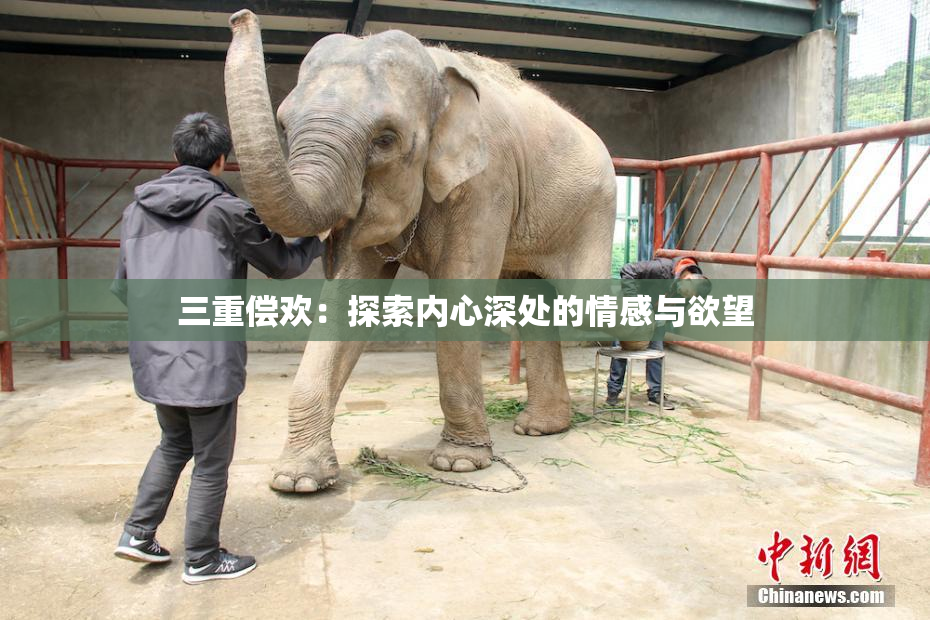 三重偿欢：探索内心深处的情感与欲望