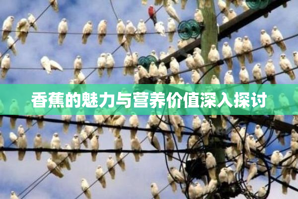 香蕉的魅力与营养价值深入探讨