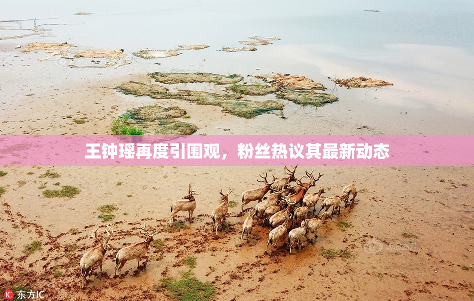 王钟瑶再度引围观，粉丝热议其最新动态