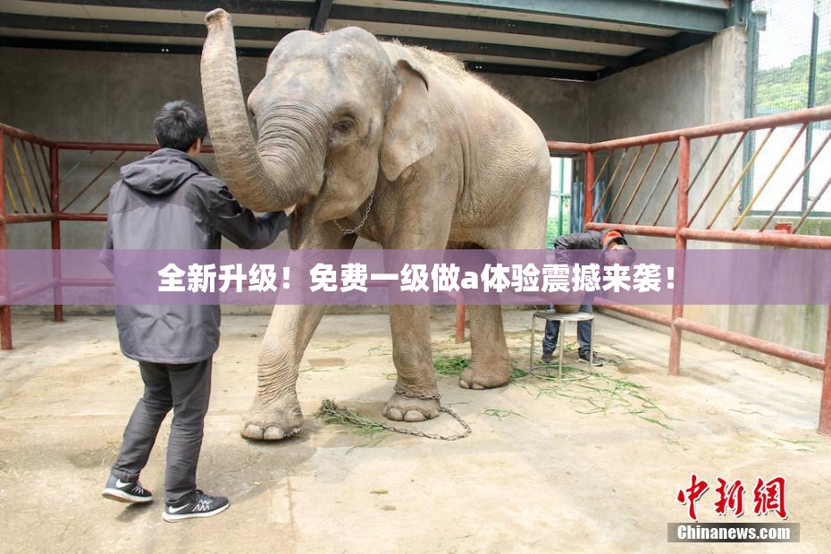 全新升级！免费一级做a体验震撼来袭！