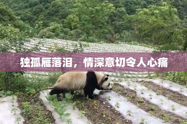 独孤雁落泪，情深意切令人心痛