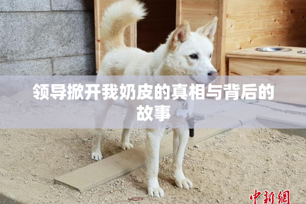 领导掀开我奶皮的真相与背后的故事