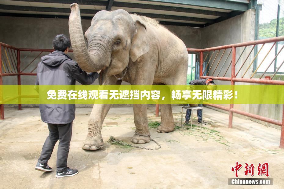 免费在线观看无遮挡内容，畅享无限精彩！