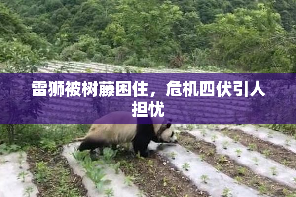 雷狮被树藤困住，危机四伏引人担忧