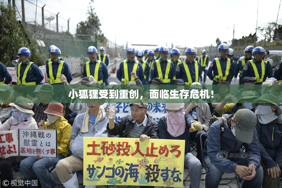小狐狸受到重创，面临生存危机！