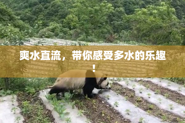 爽水直流，带你感受多水的乐趣！