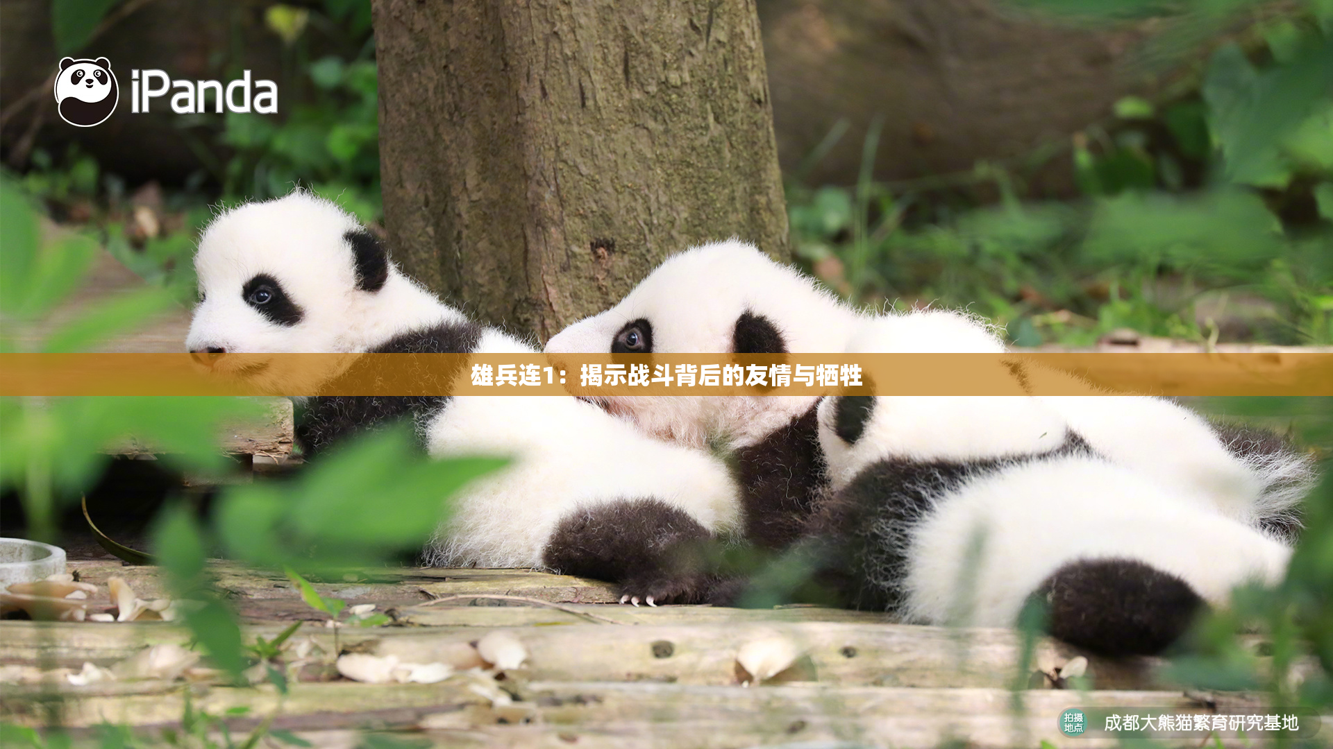 雄兵连1：揭示战斗背后的友情与牺牲