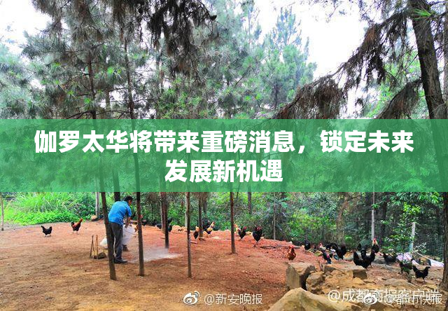 伽罗太华将带来重磅消息，锁定未来发展新机遇