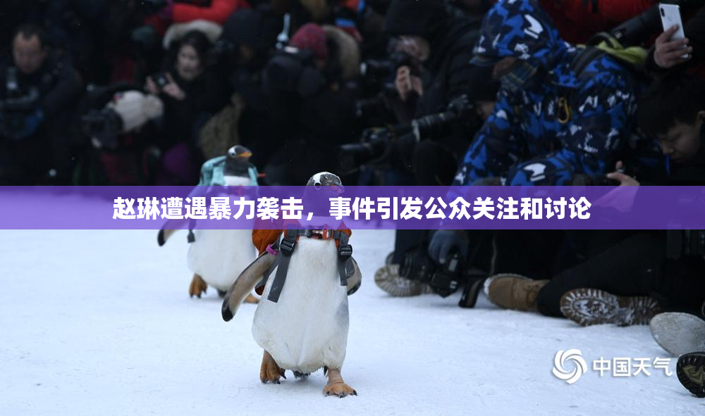 赵琳遭遇暴力袭击，事件引发公众关注和讨论