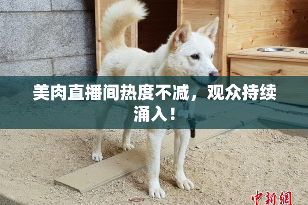 美肉直播间热度不减，观众持续涌入！