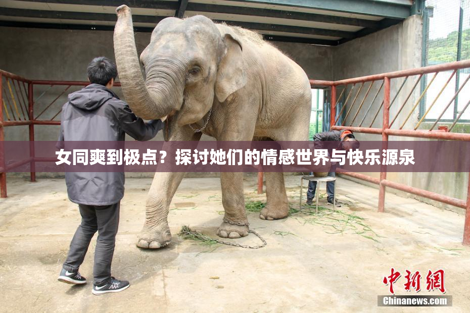 女同爽到极点？探讨她们的情感世界与快乐源泉