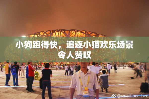 小狗跑得快，追逐小猫欢乐场景令人赞叹