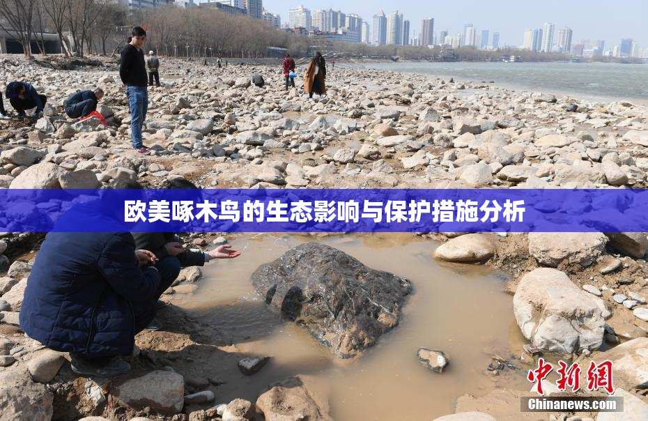 欧美啄木鸟的生态影响与保护措施分析