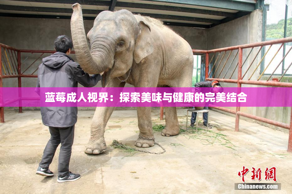 蓝莓成人视界：探索美味与健康的完美结合