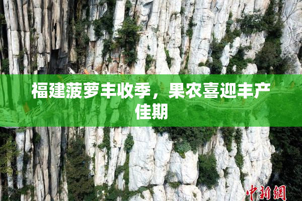 福建菠萝丰收季，果农喜迎丰产佳期