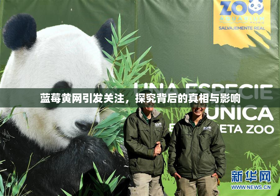蓝莓黄网引发关注，探究背后的真相与影响