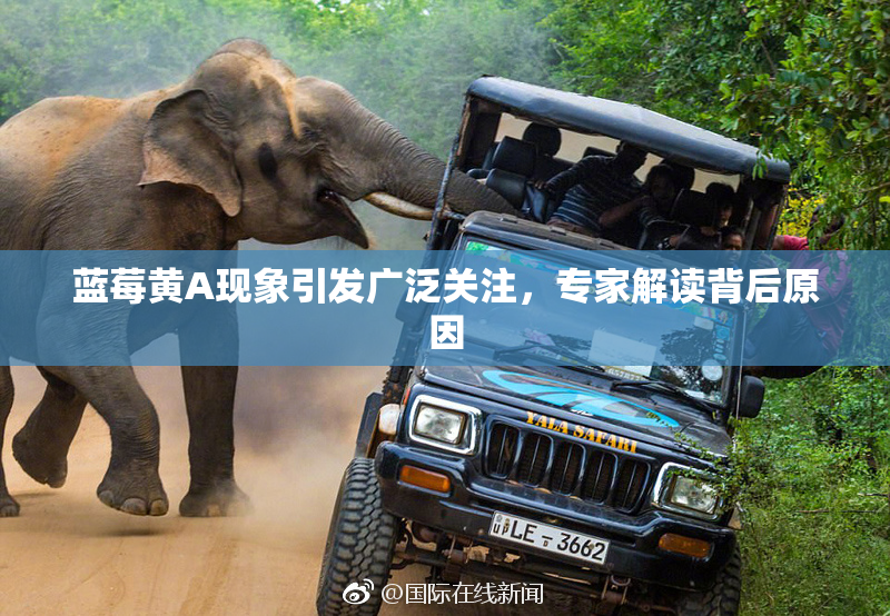 蓝莓黄A现象引发广泛关注，专家解读背后原因