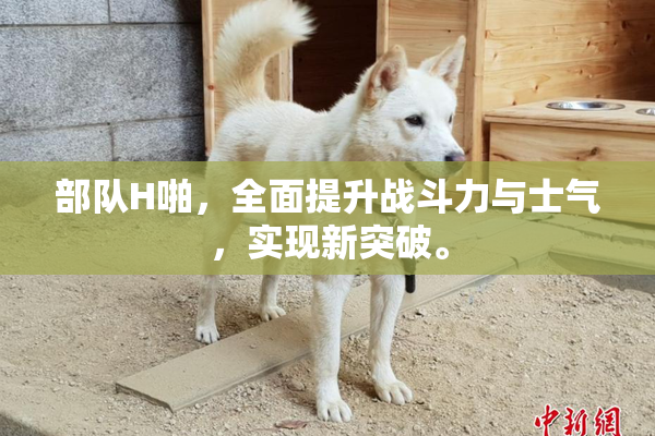 部队H啪，全面提升战斗力与士气，实现新突破。