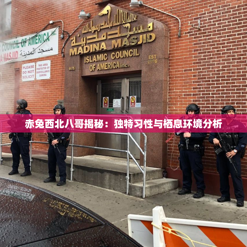 赤兔西北八哥揭秘：独特习性与栖息环境分析