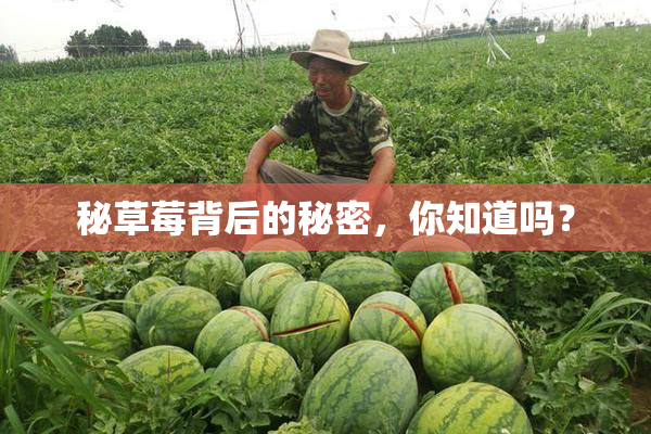 秘草莓背后的秘密，你知道吗？