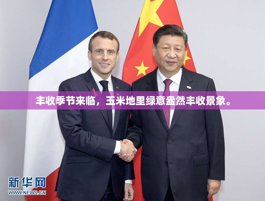 丰收季节来临，玉米地里绿意盎然丰收景象。