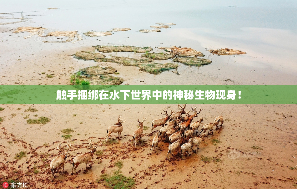 触手捆绑在水下世界中的神秘生物现身！