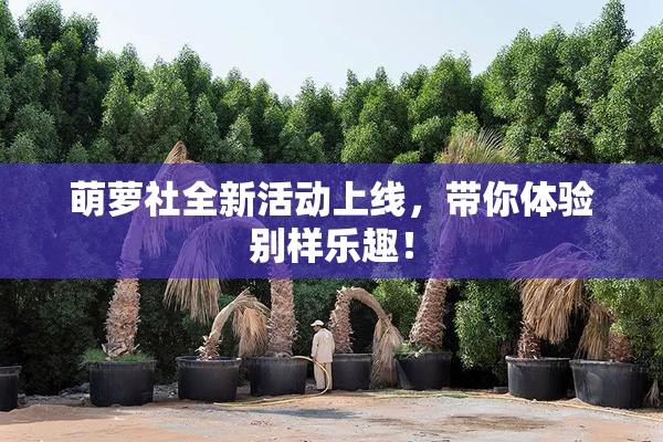萌萝社全新活动上线，带你体验别样乐趣！