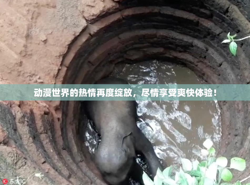 动漫世界的热情再度绽放，尽情享受爽快体验！