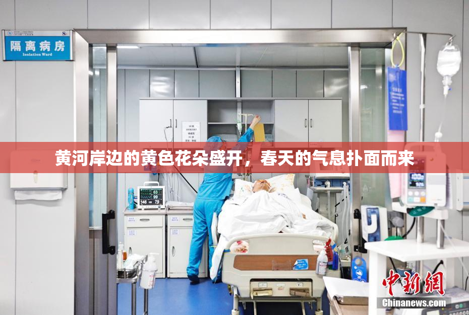 黄河岸边的黄色花朵盛开，春天的气息扑面而来