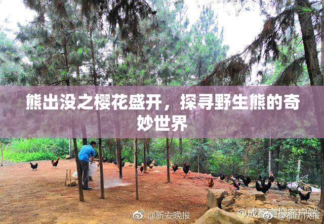 熊出没之樱花盛开，探寻野生熊的奇妙世界