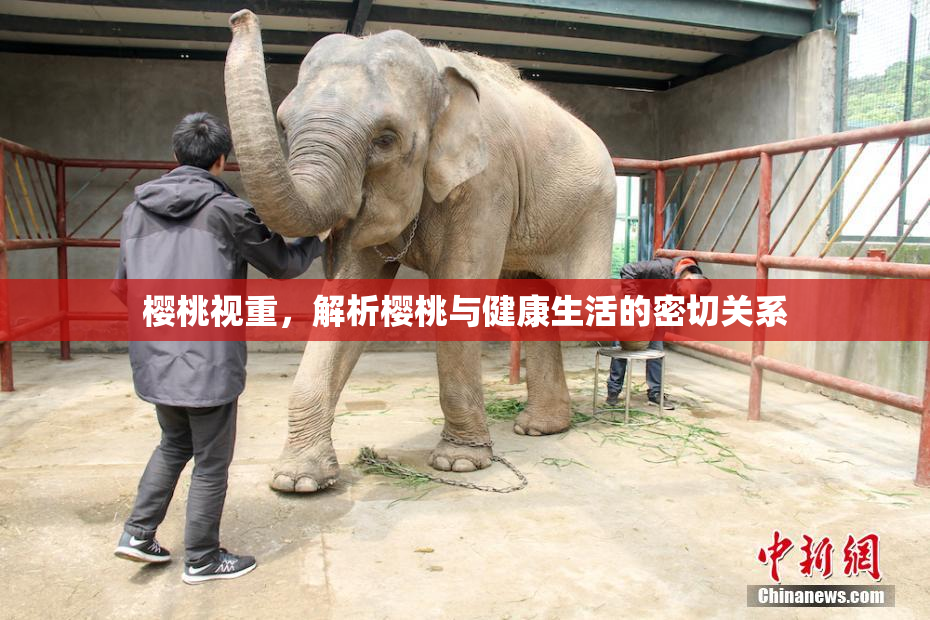樱桃视重，解析樱桃与健康生活的密切关系