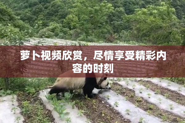 萝卜视频欣赏，尽情享受精彩内容的时刻