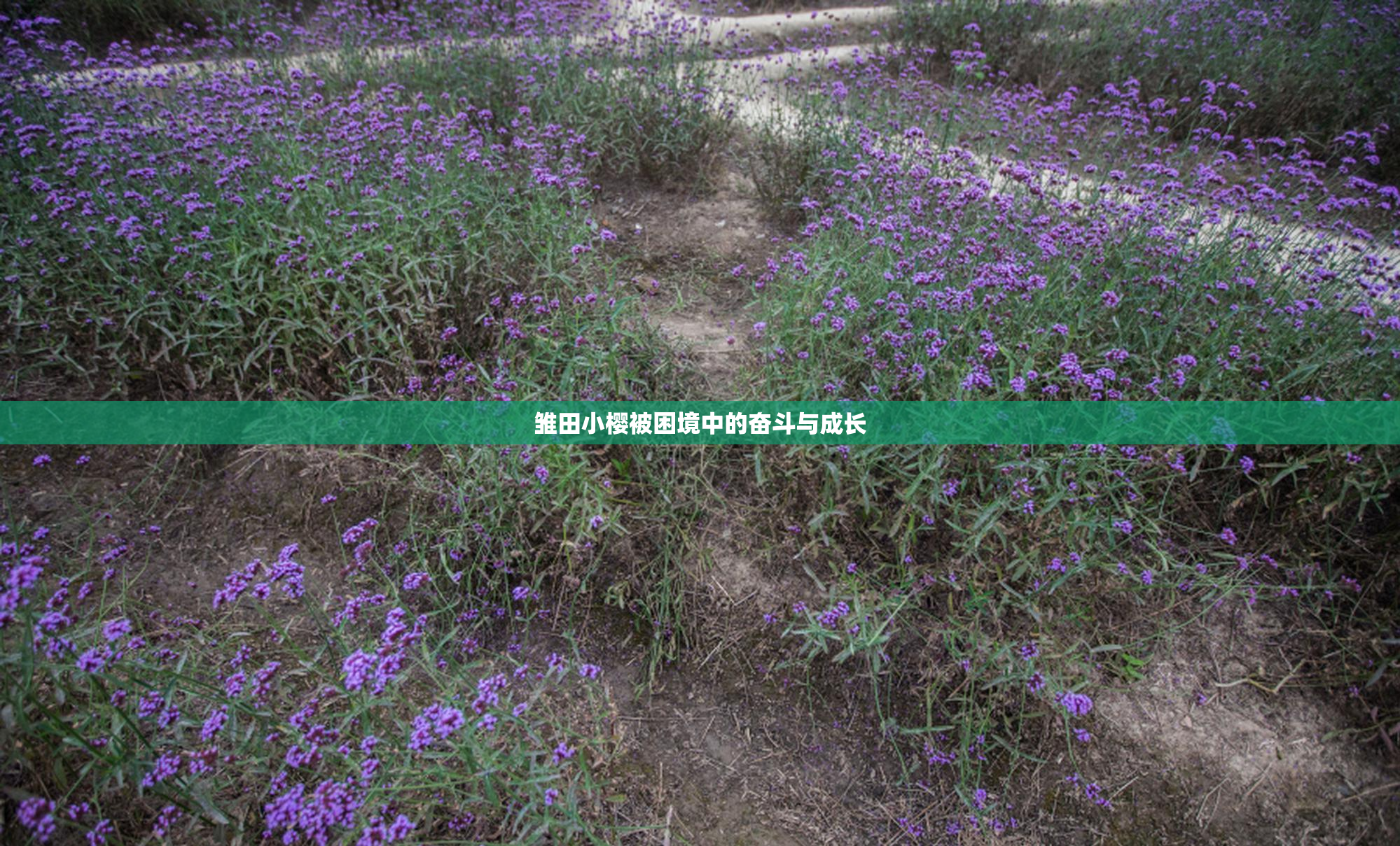 雏田小樱被困境中的奋斗与成长