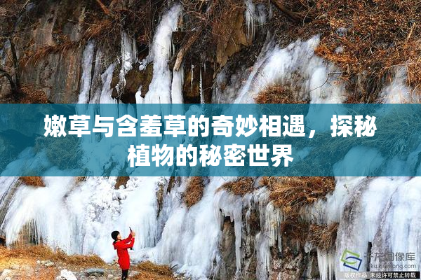 嫩草与含羞草的奇妙相遇，探秘植物的秘密世界