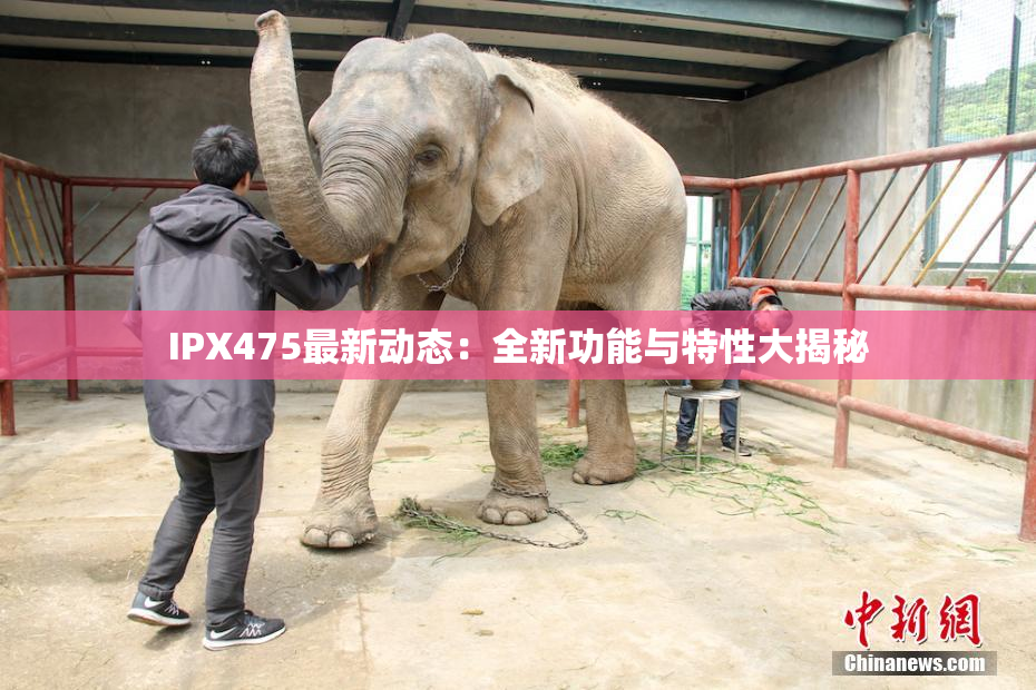 IPX475最新动态：全新功能与特性大揭秘