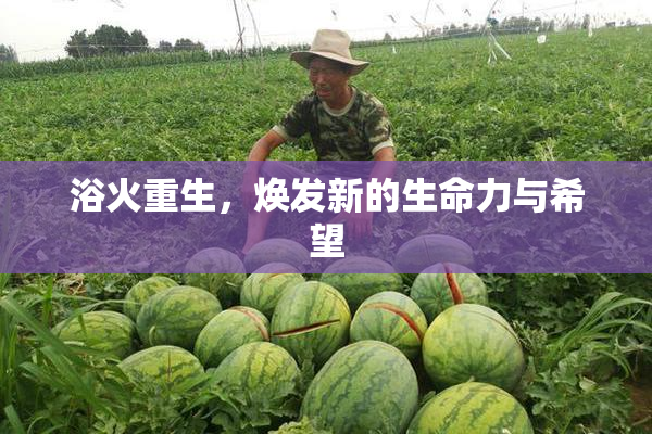 浴火重生，焕发新的生命力与希望