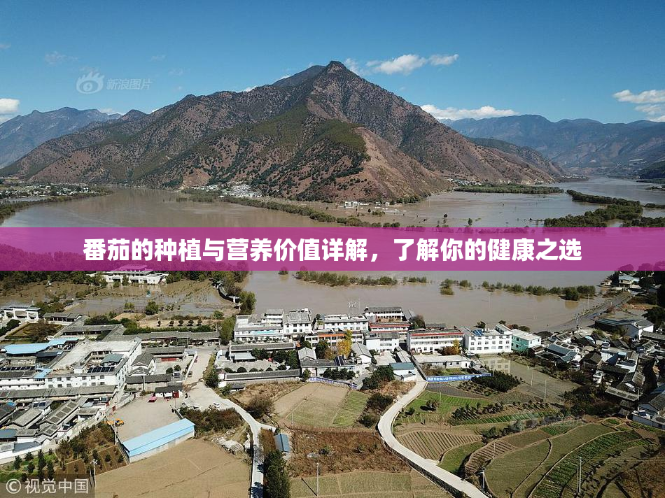 番茄的种植与营养价值详解，了解你的健康之选