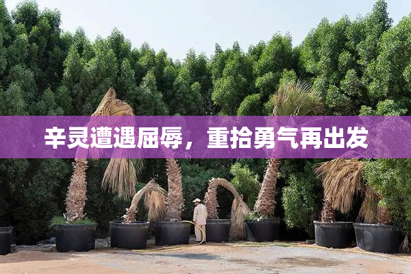 辛灵遭遇屈辱，重拾勇气再出发